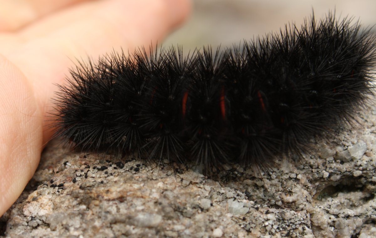 Гусеница волосатик