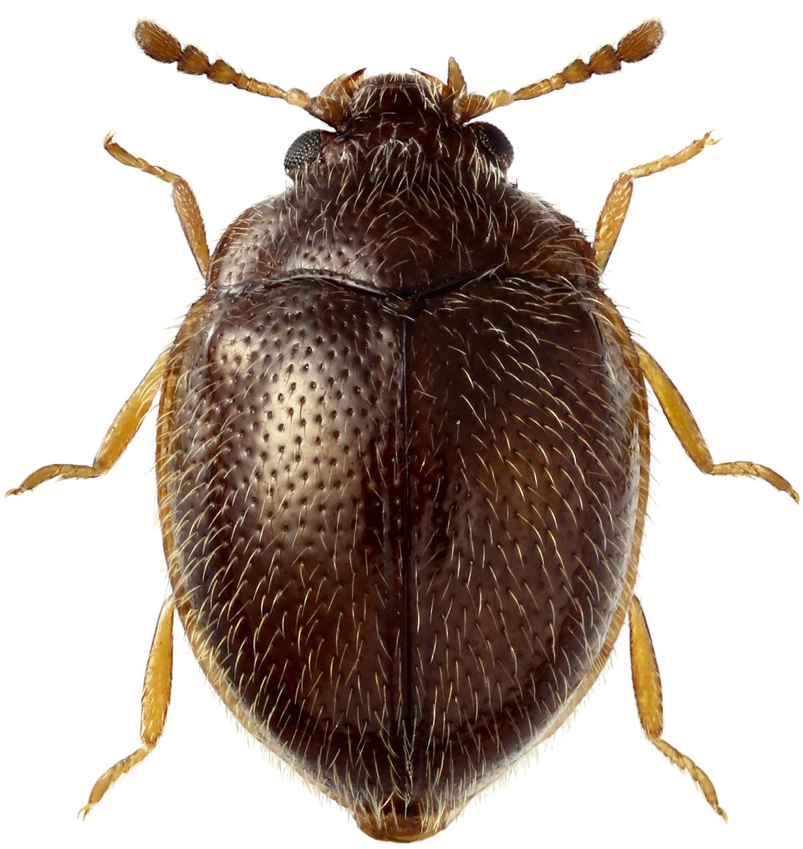 Большой круглый Жук