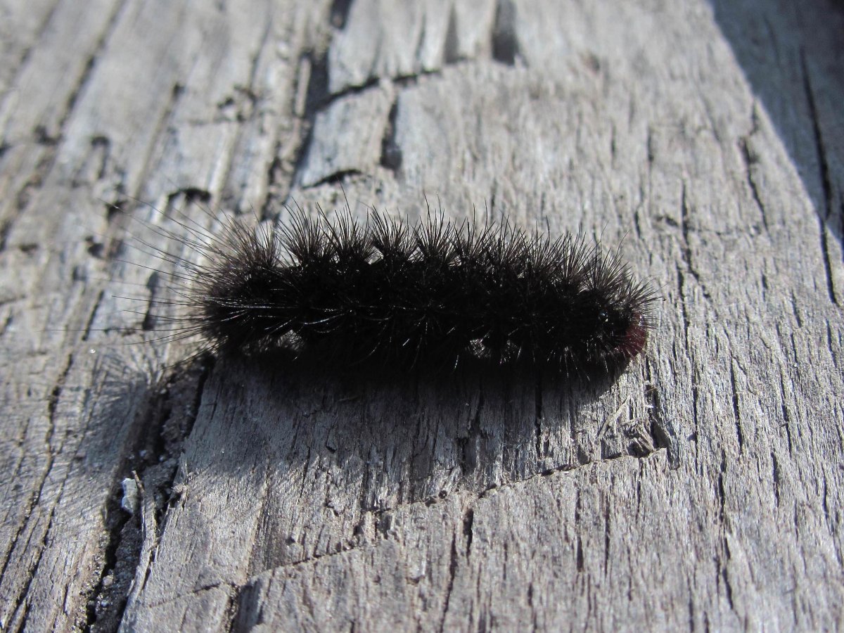 Черная пушистая гусеница Медведица