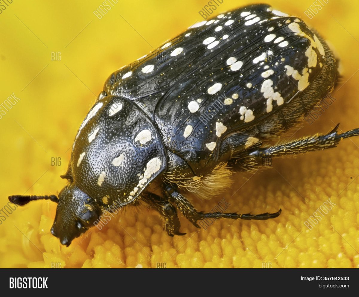 Желто черный Жук в квартире