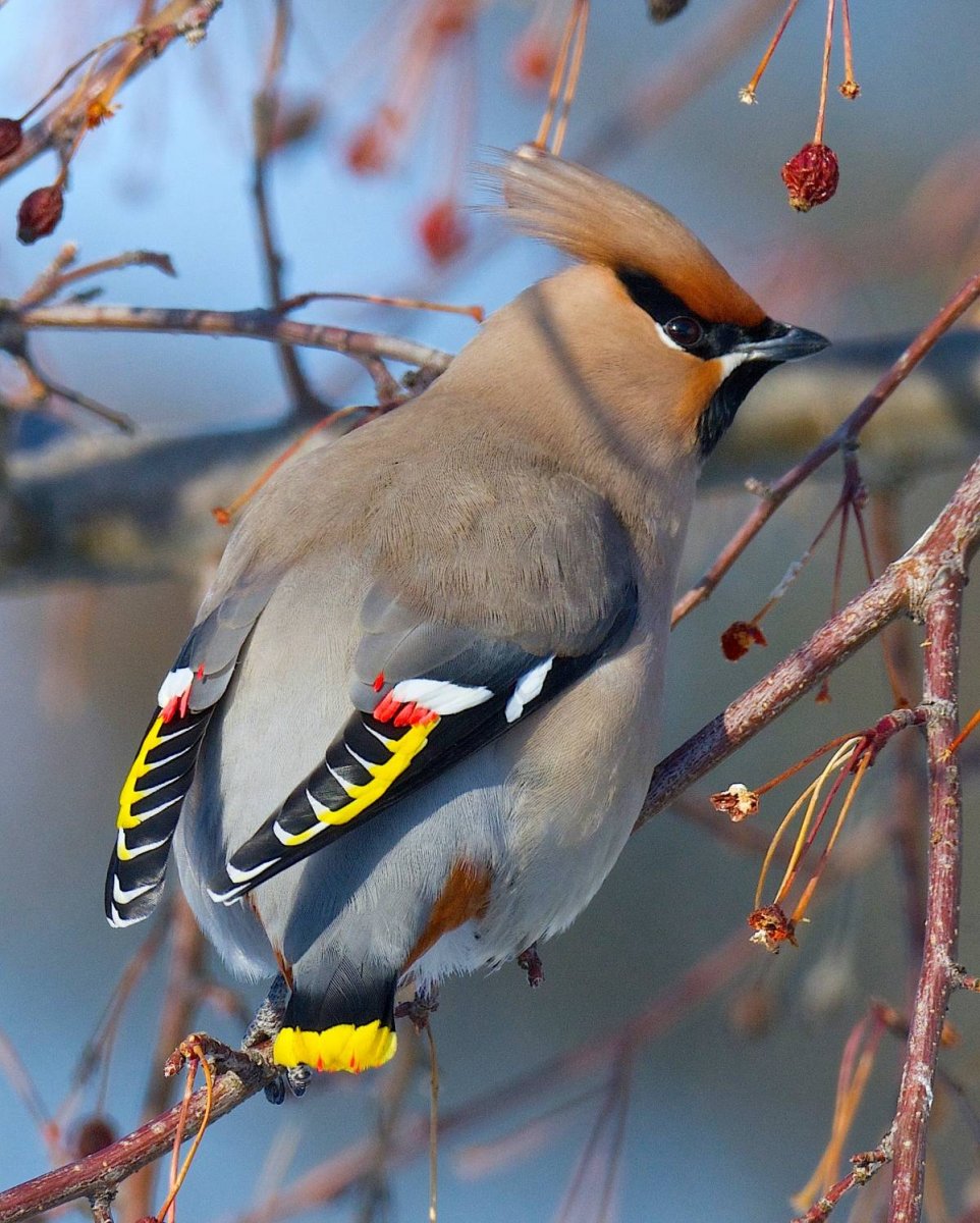 Свиристель обыкновенный (Bombycilla garrulus)