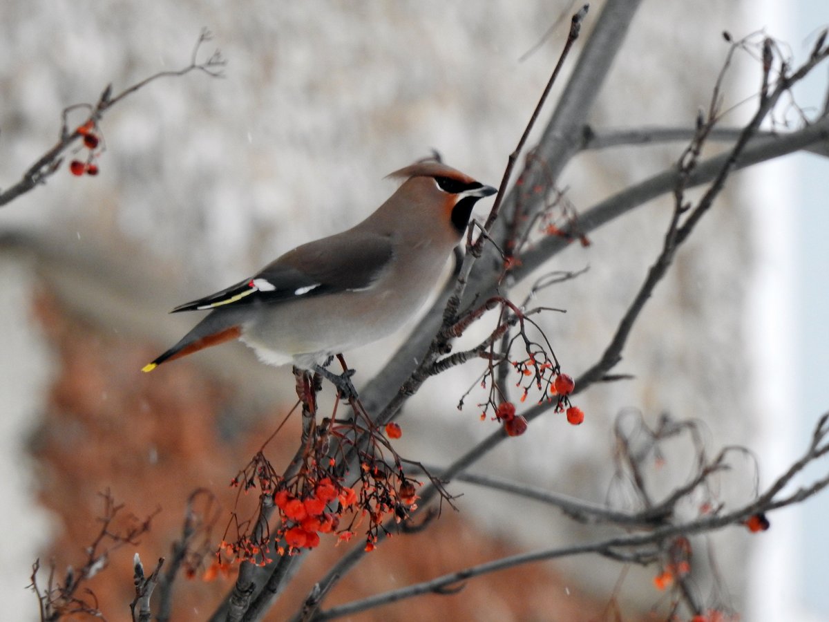 Рябинники и свиристели