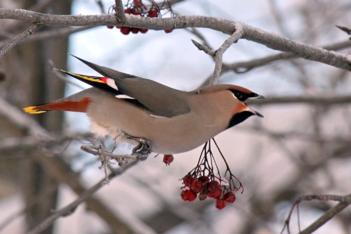 Свиристель Удмуртия
