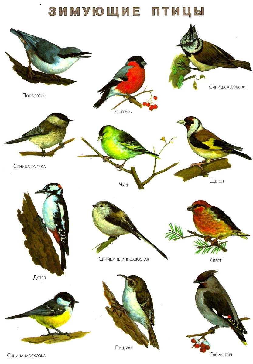 Синиц, Щеглов, снегирей, соек, чечеток, свиристелей