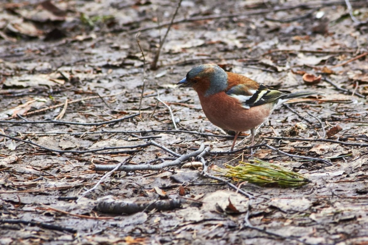 Лесные птицы Удмуртии