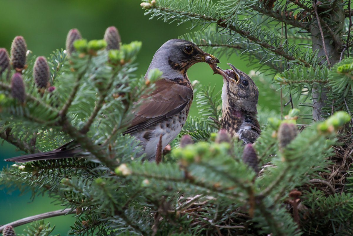 Птицы Карелии Дрозды