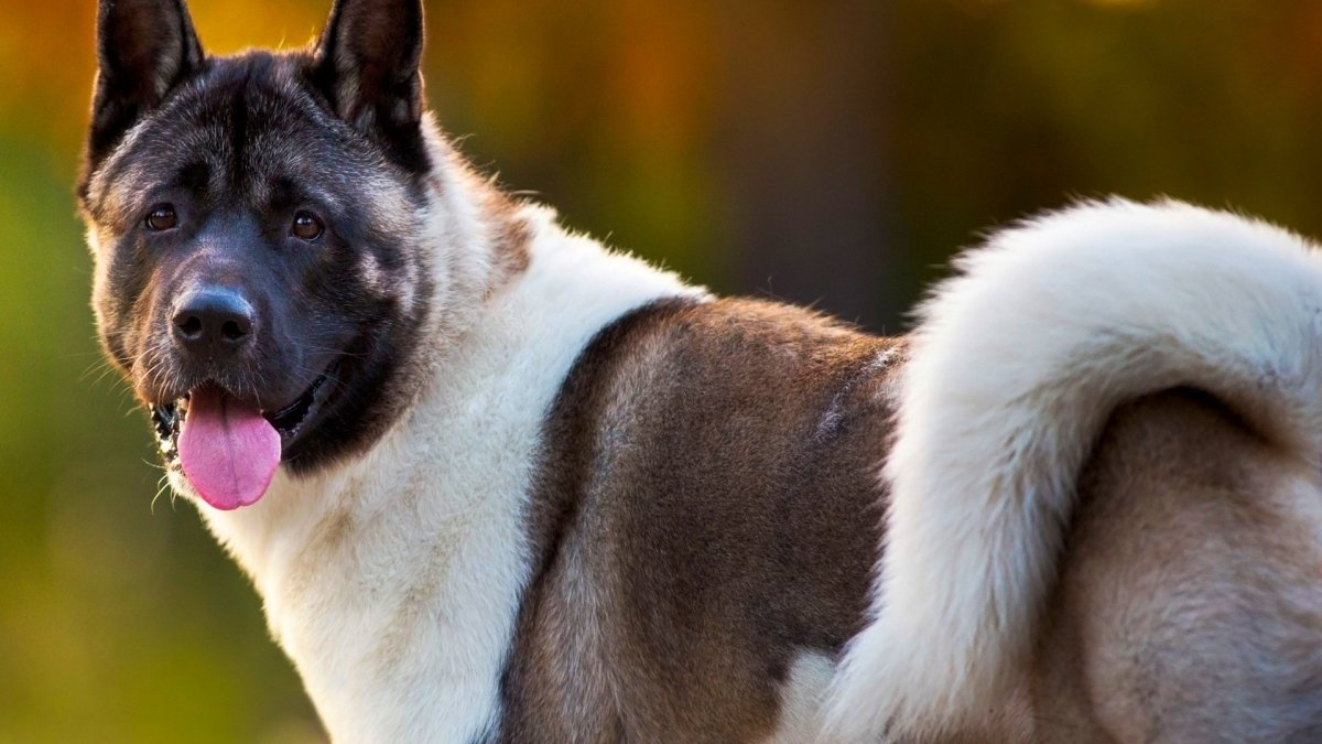 Акита-ину Лонг