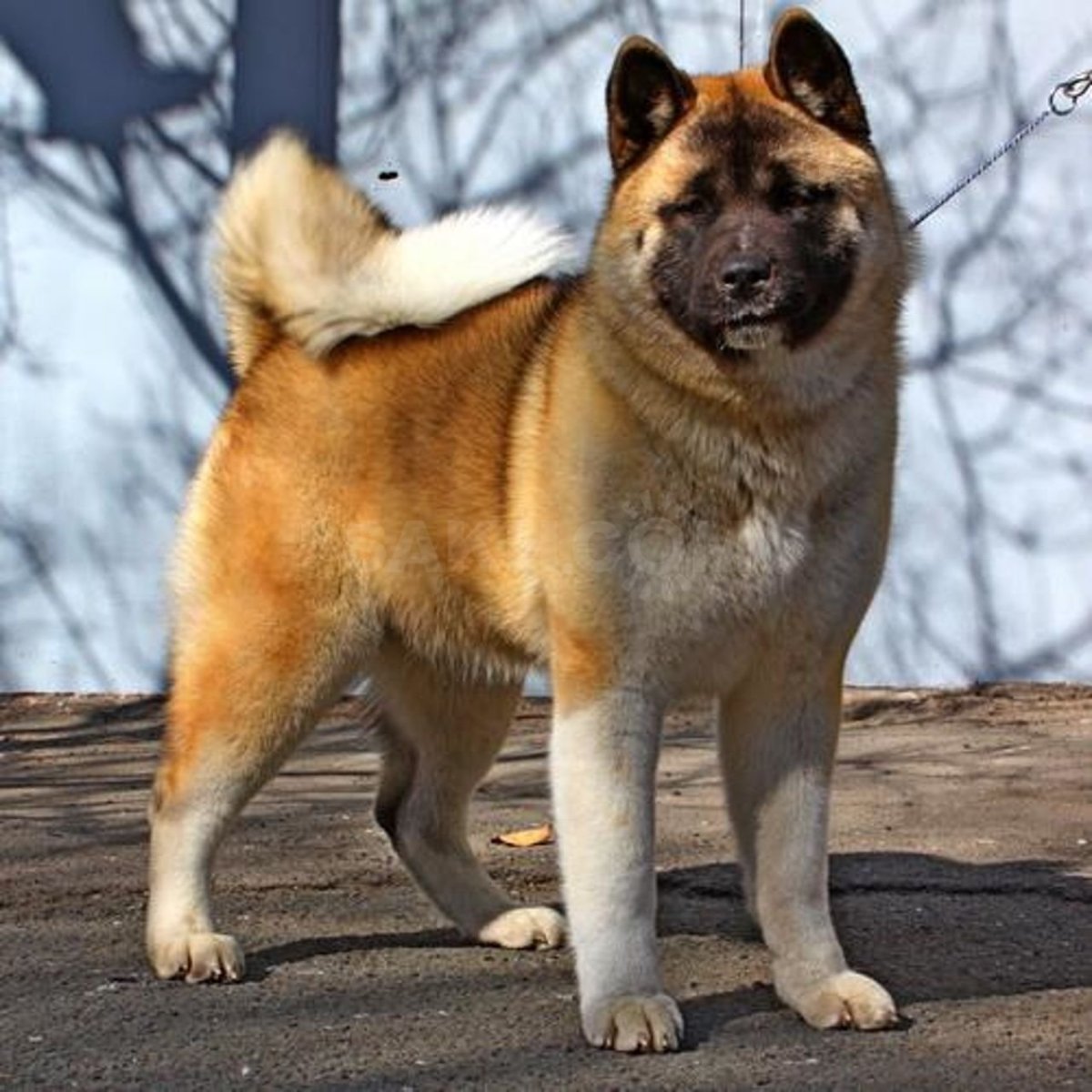 Акитуину американская