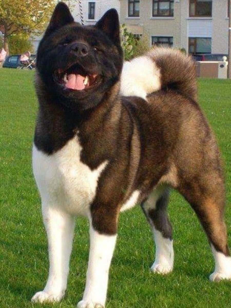 Акита-ину шоколадный