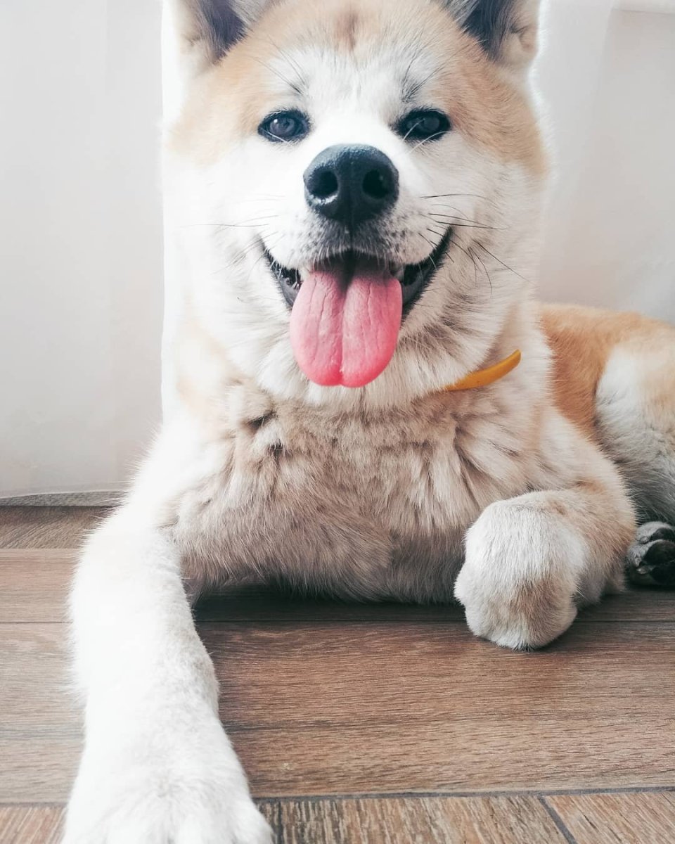 Довольный Акита ину