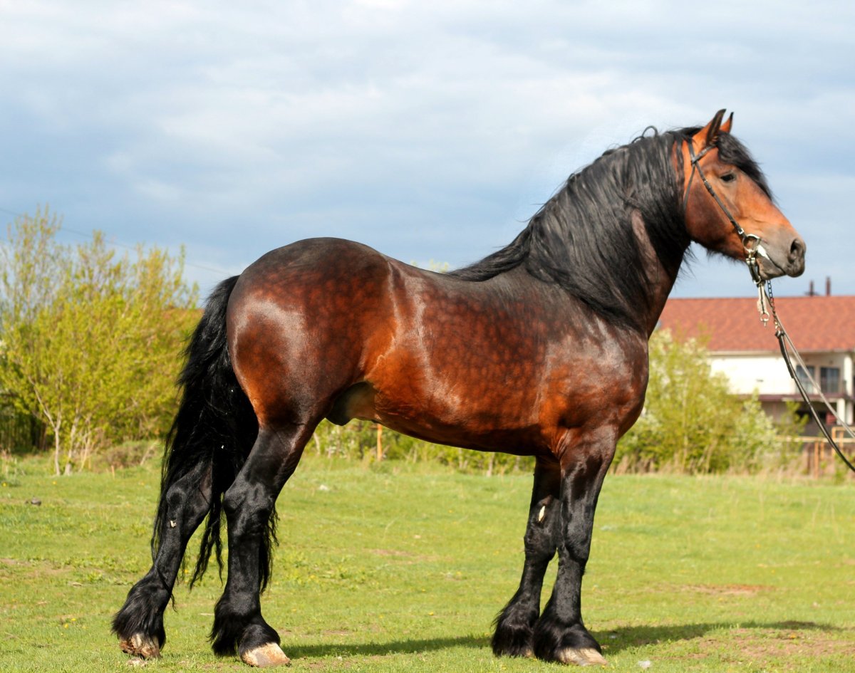 Шайр гнедой