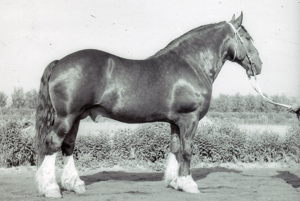 Орловские тяжеловозы лошади