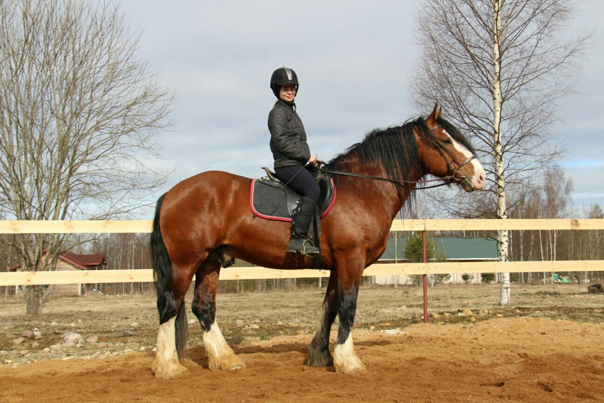 Владимирский тяжеловоз конный завод жеребец