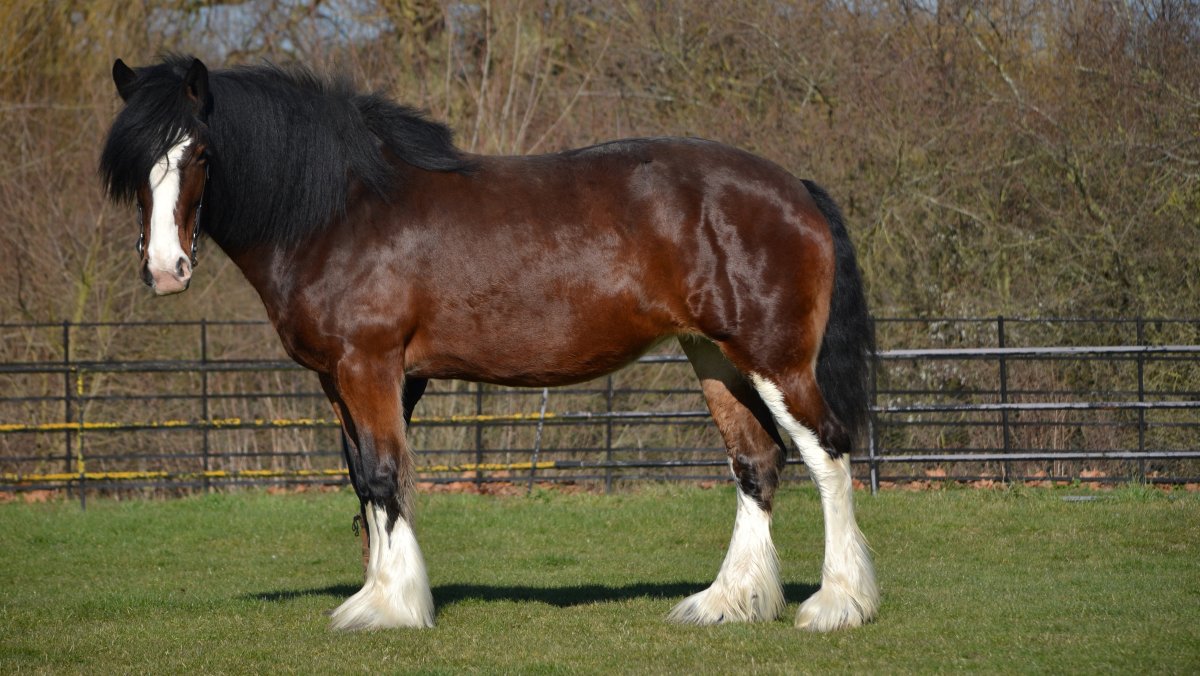 Шотландский Шайр