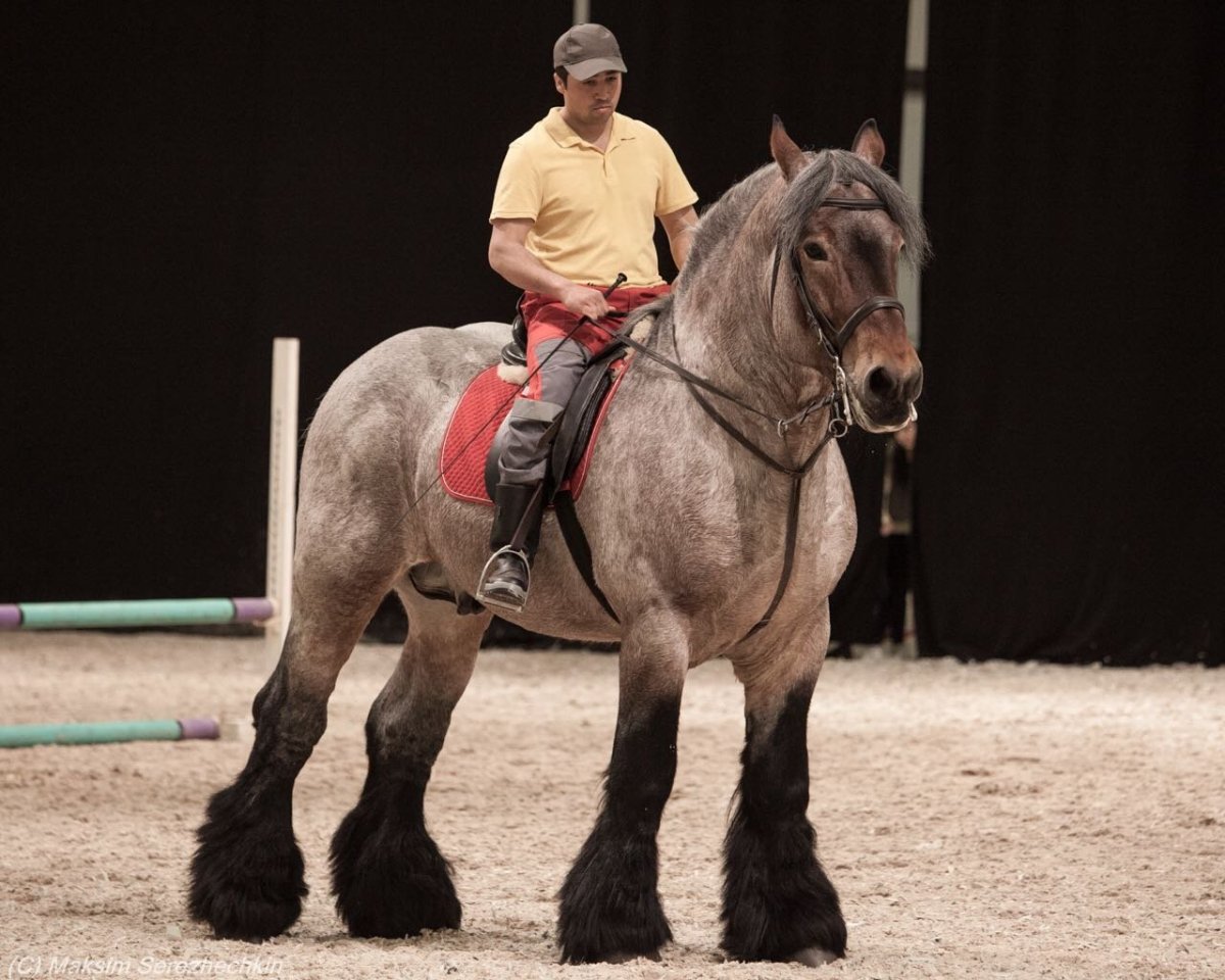 Брабансон тяжеловоз