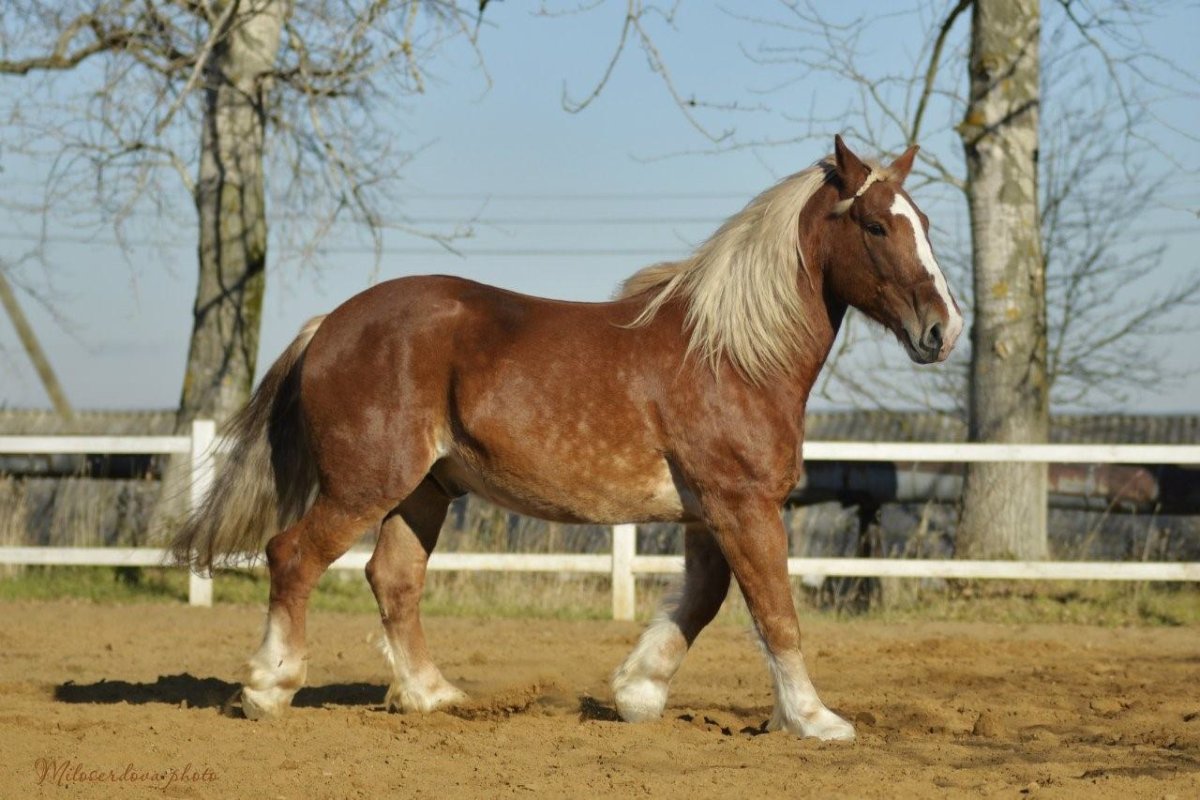 Советский тяжеловоз порода лошадей