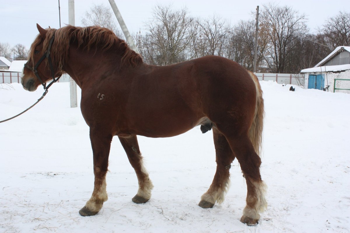Лошадь тяжеловоз Татарстан