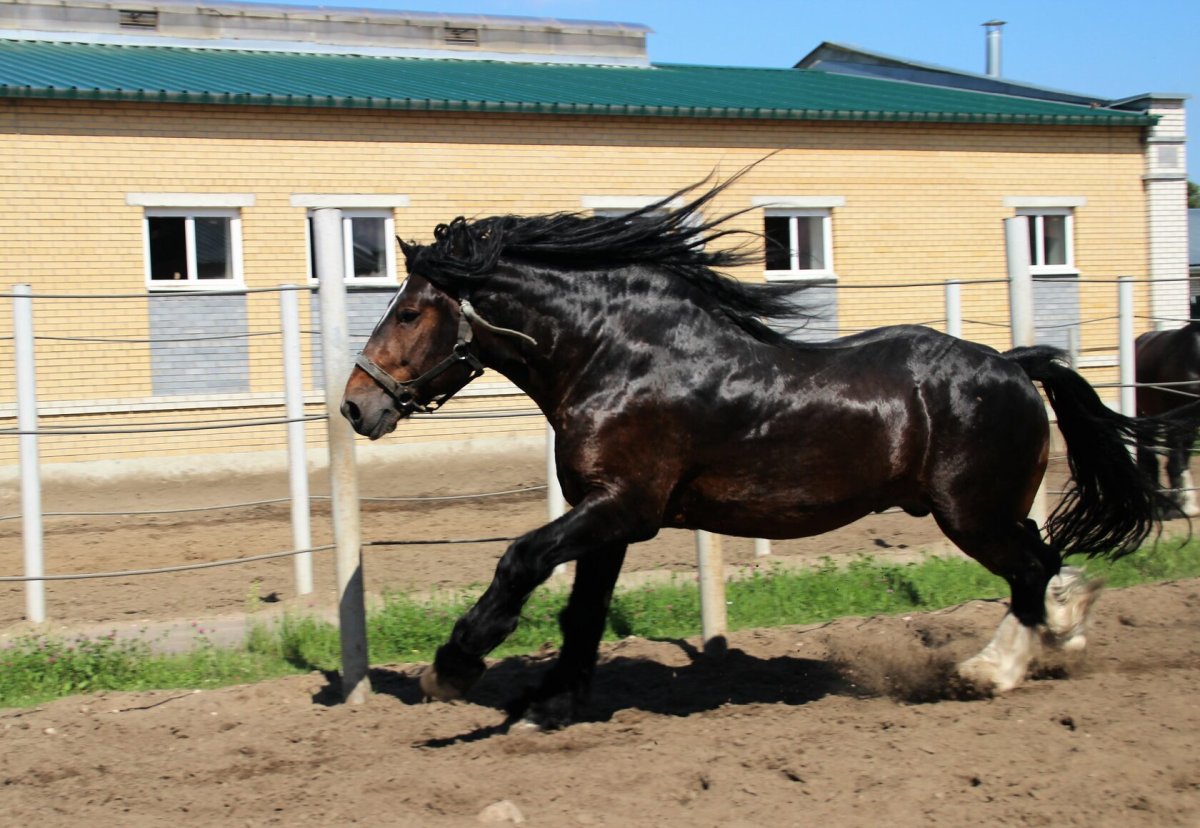 Владимирский тяжеловоз кохейлан