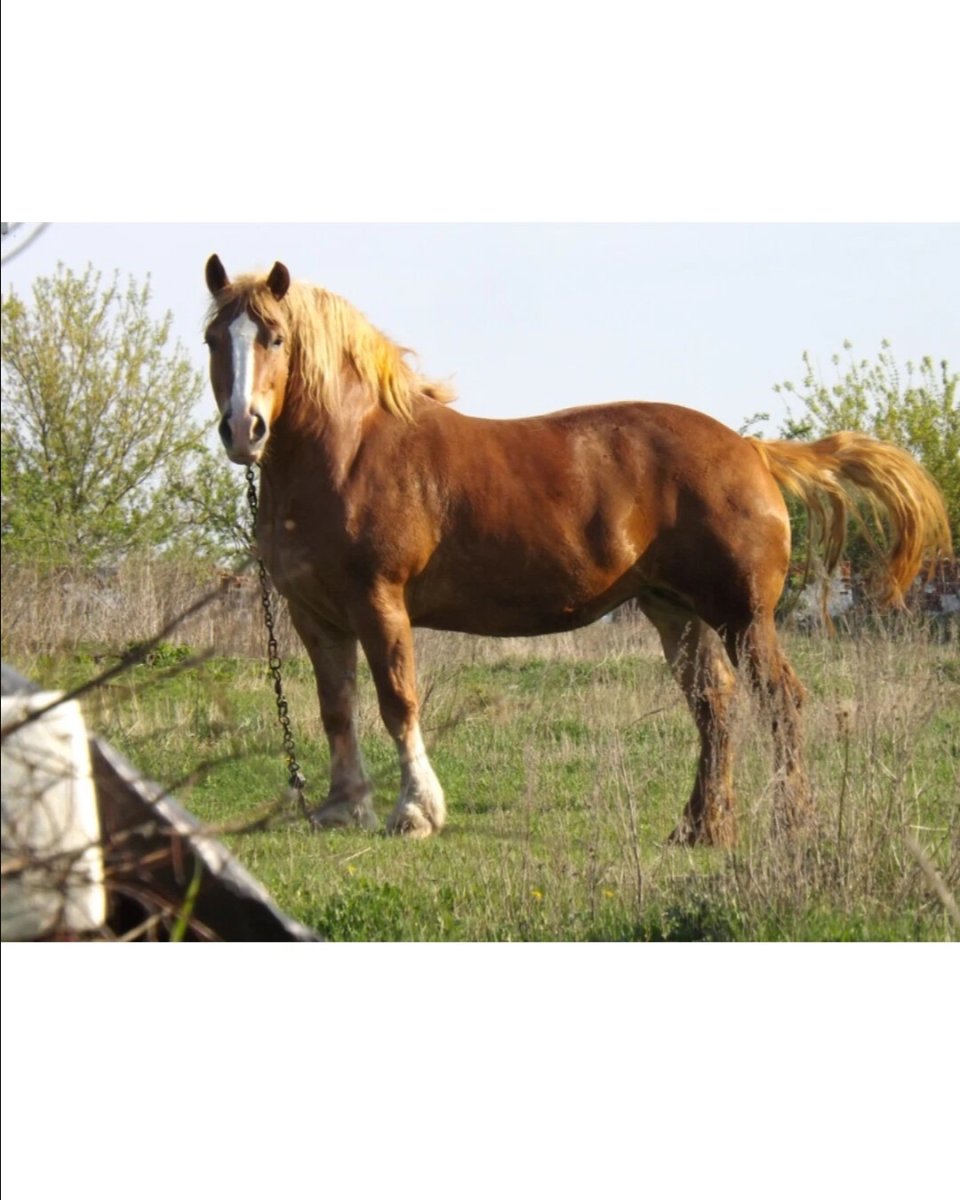 Починковский тяжеловоз