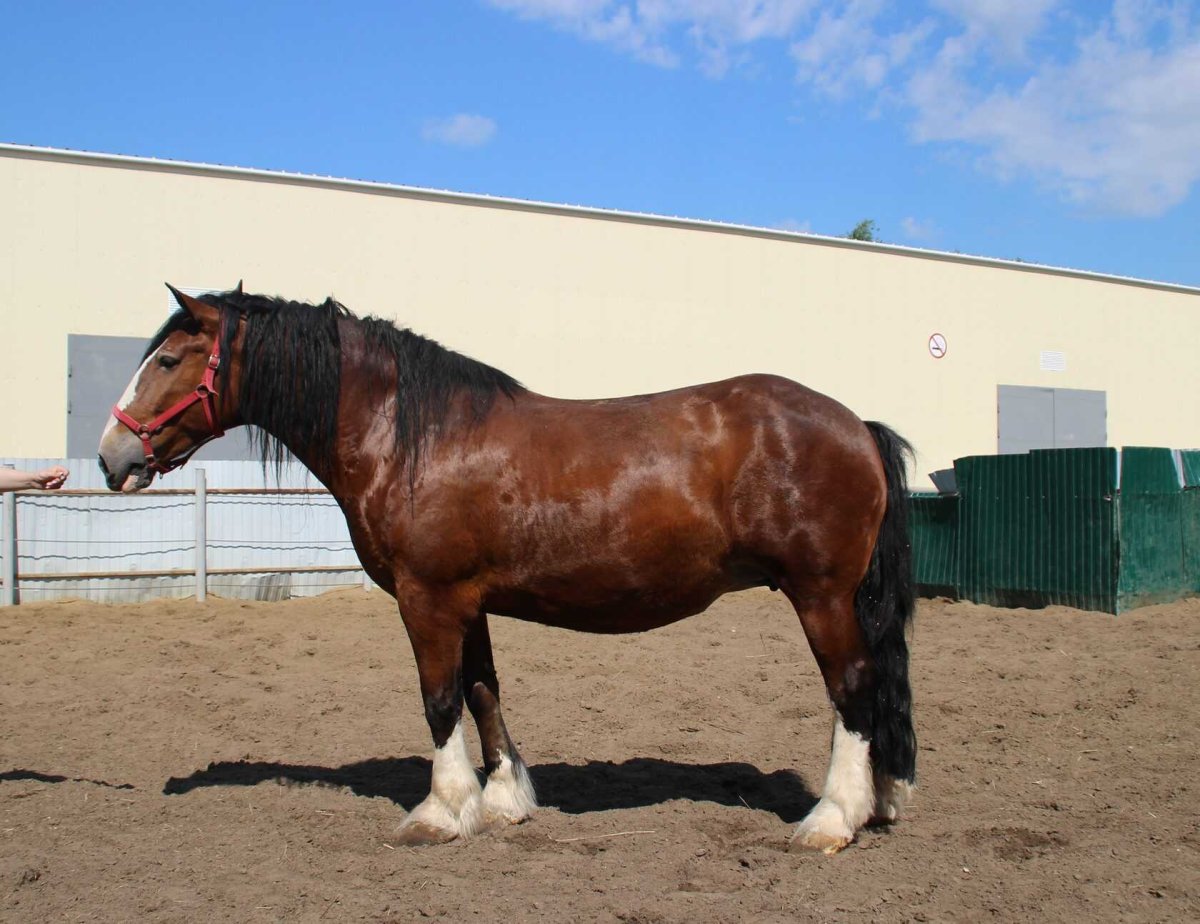 Сибирский тяжеловоз лошадь