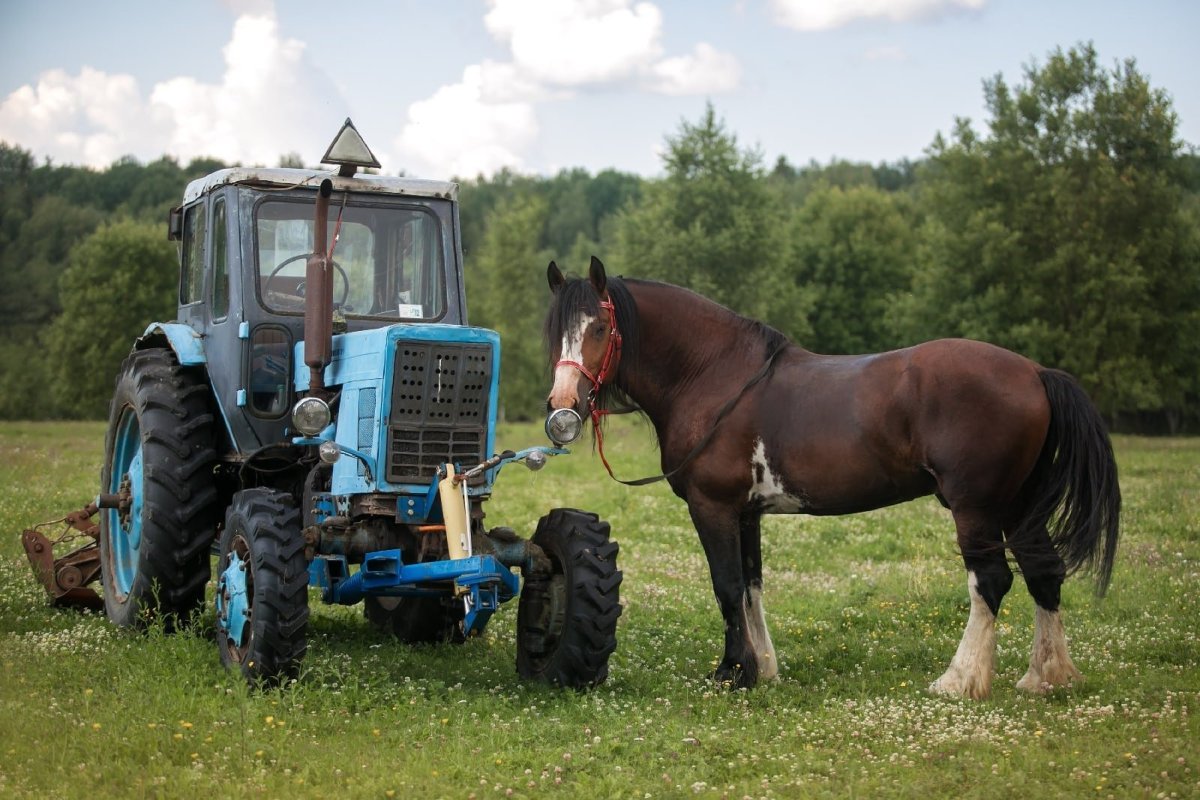 Владимирский тяжеловоз лошадь