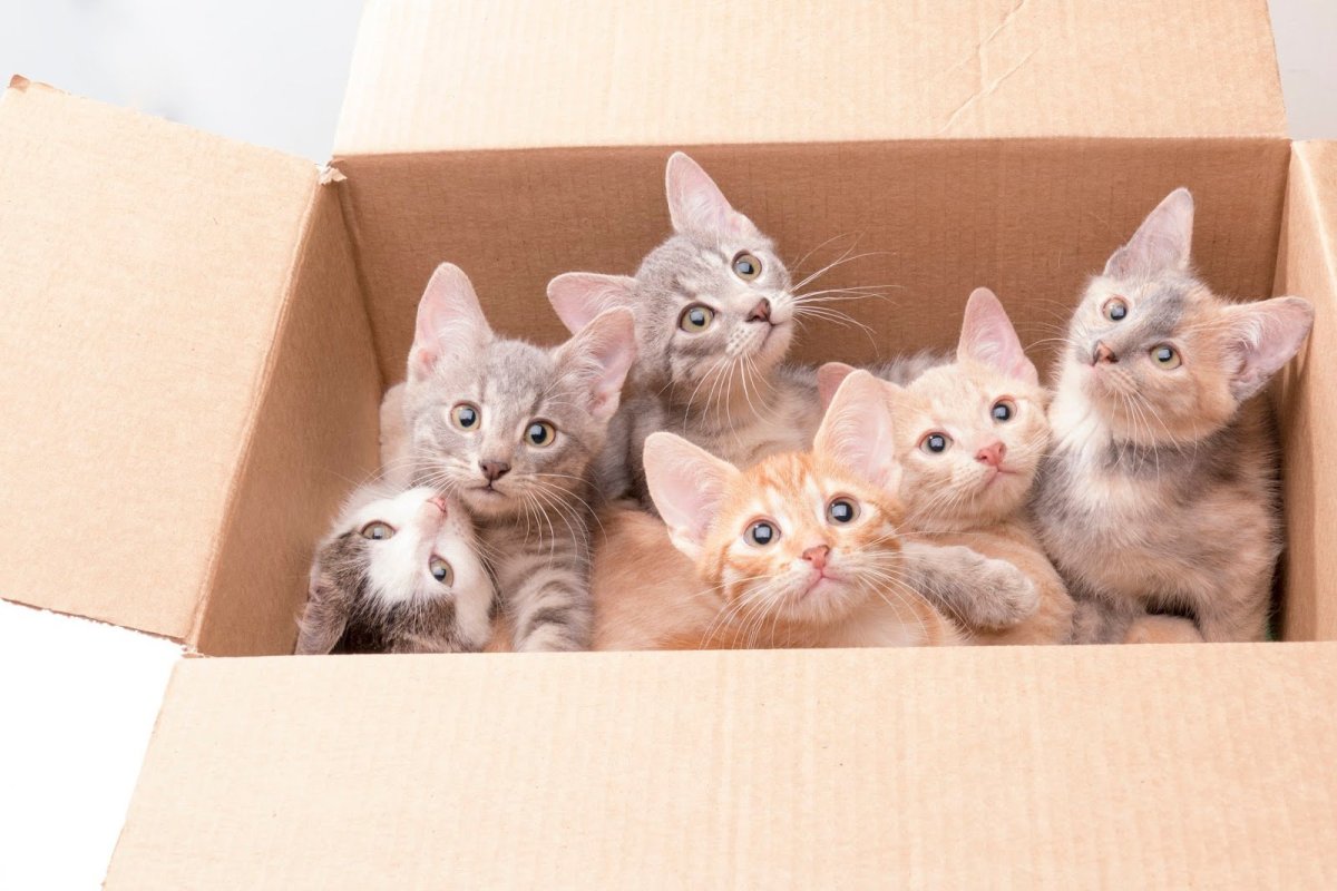 Котята в коробке
