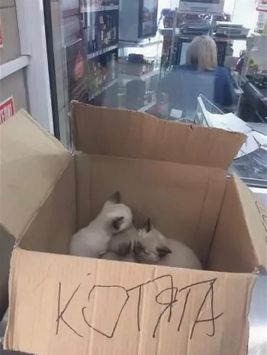 Брошенные котята в коробке