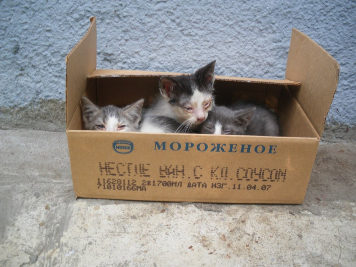 Коробка для бездомных котят