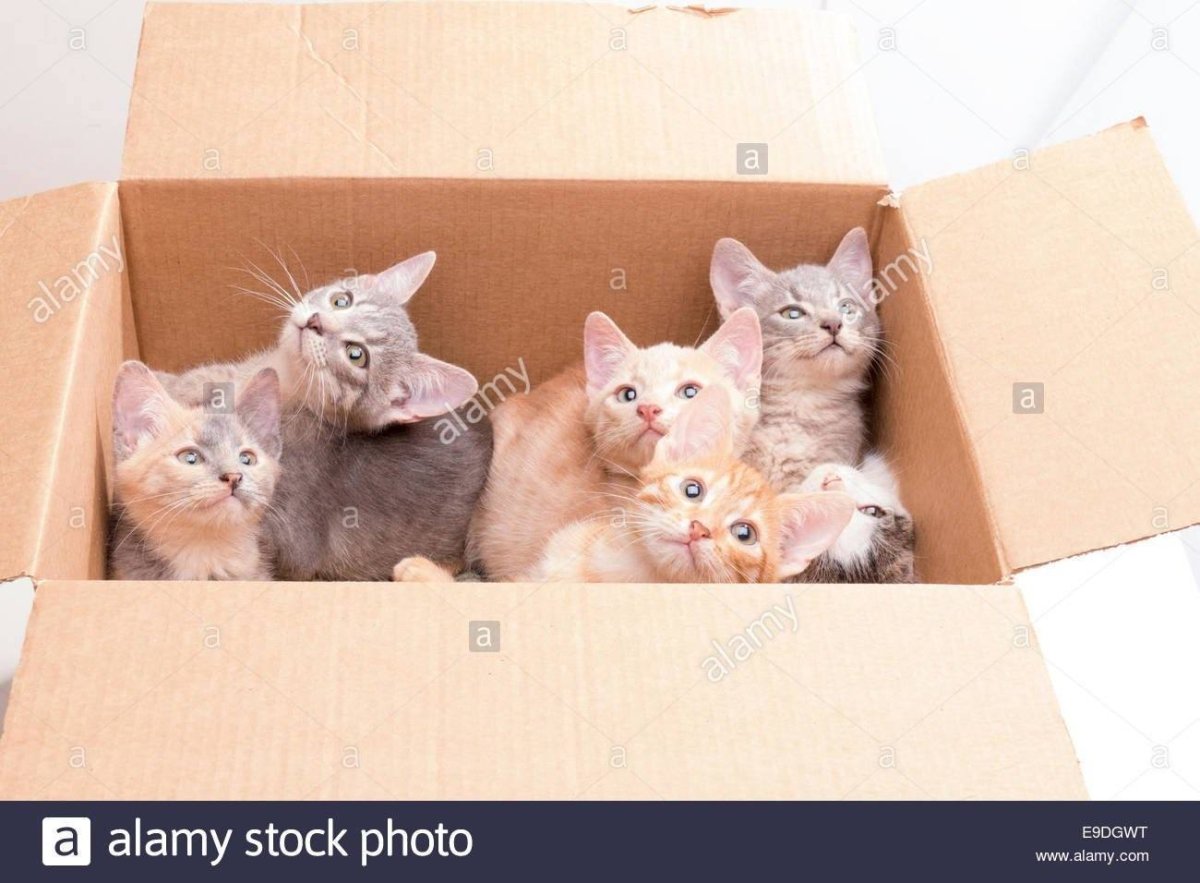 Котятки много в коробке