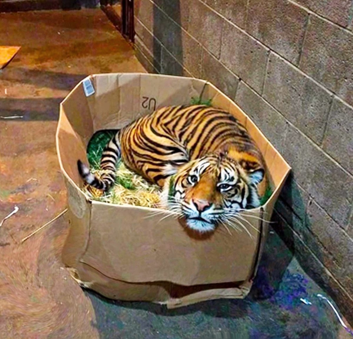 Кот в коробке