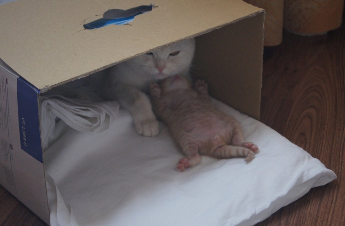 Коробка с котиками доброе утро