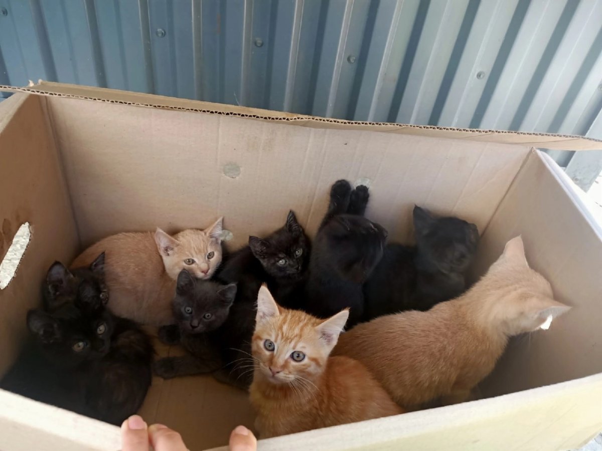 Темно рыжий котенок