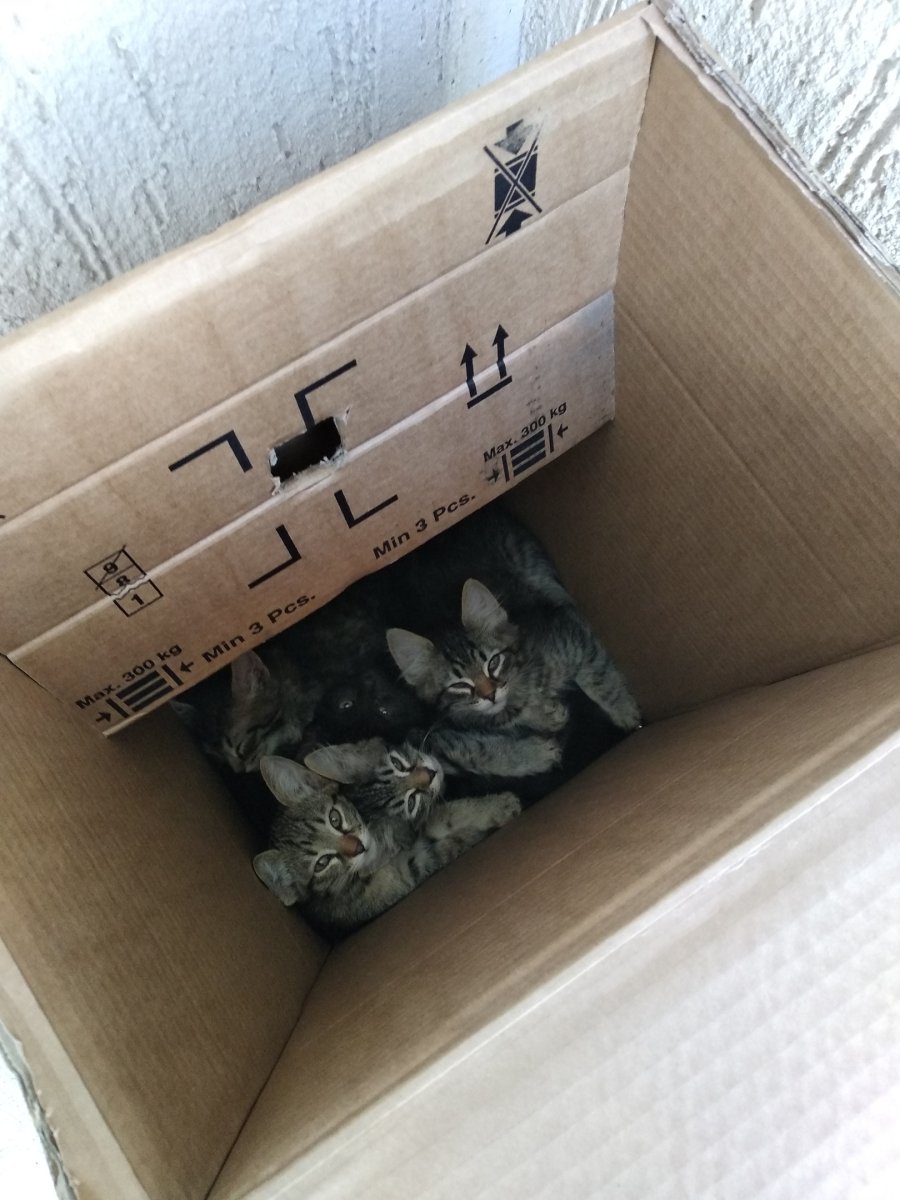 Котенок подброшен в коробке в подъезд