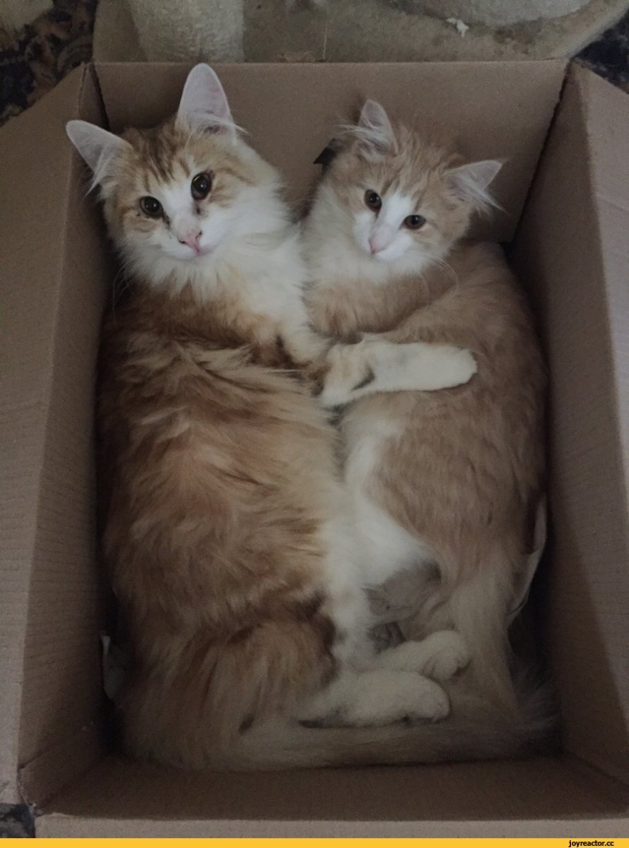 Одинаковые кошки