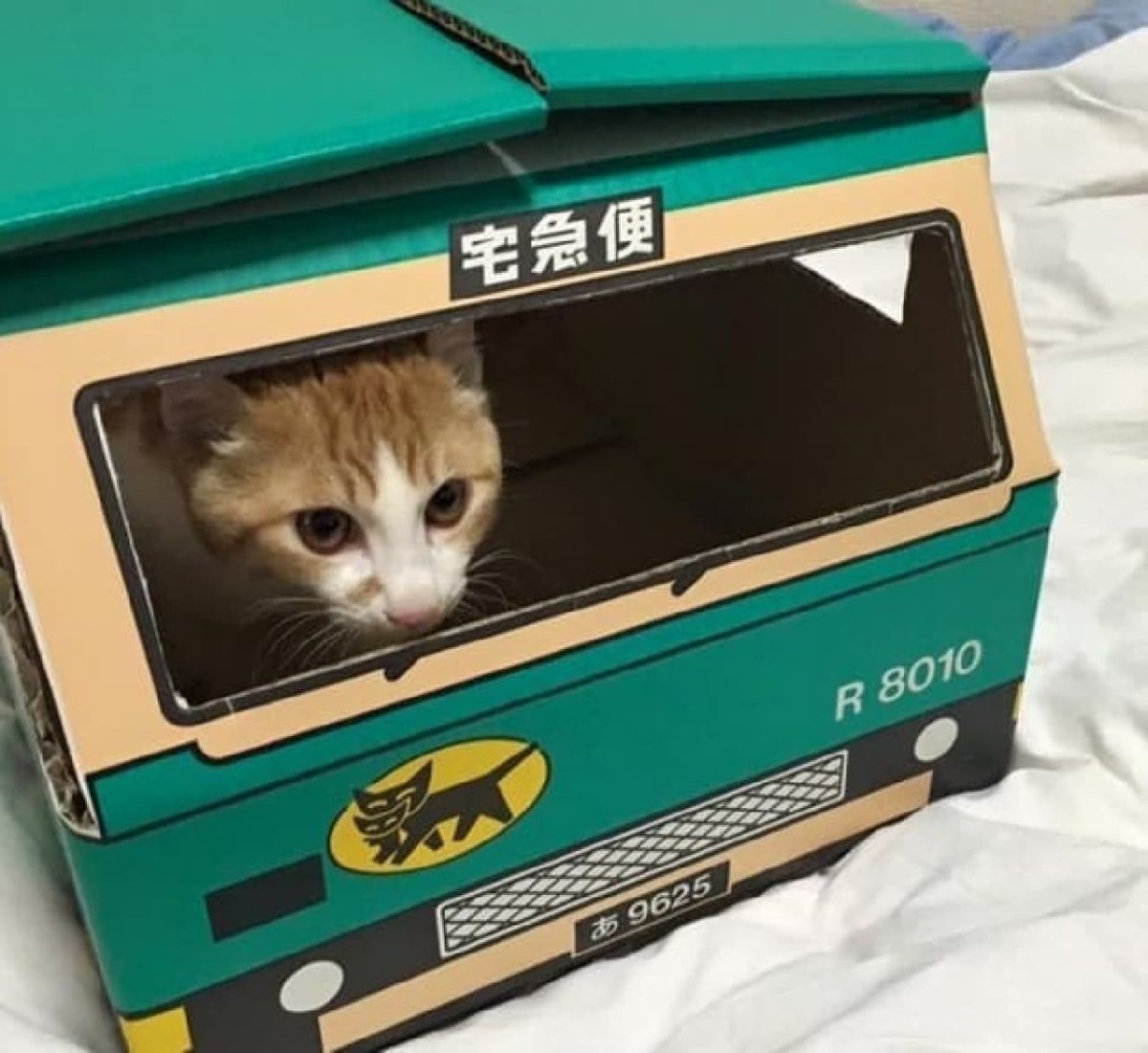 Читай город funny Box котята