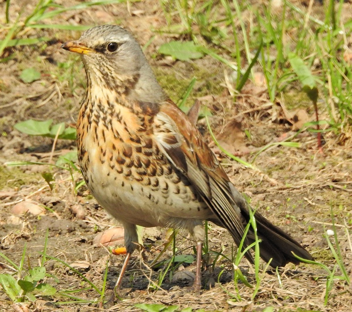 Дрозд деряба рябинник