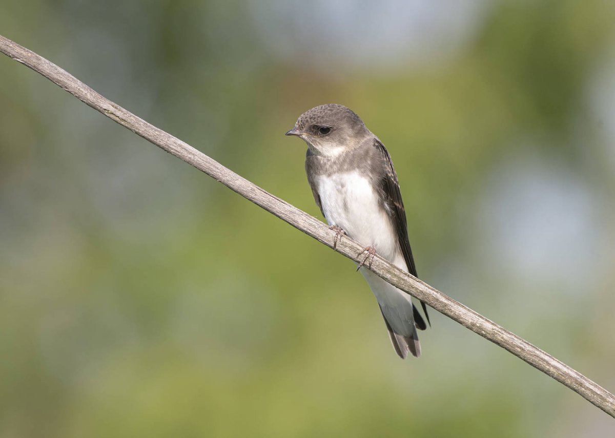 Береговая Ласточка