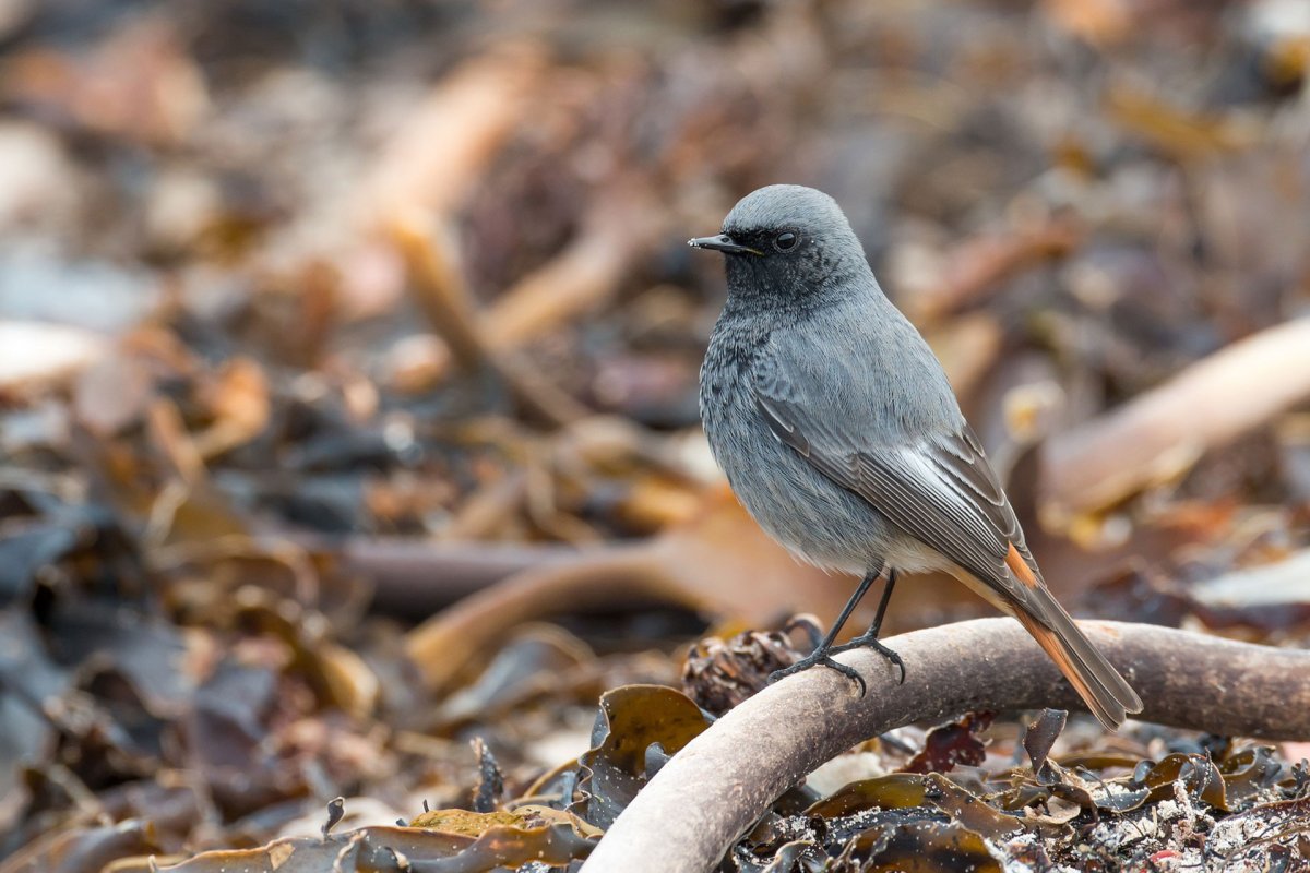 Серая птичка с красным хвостом