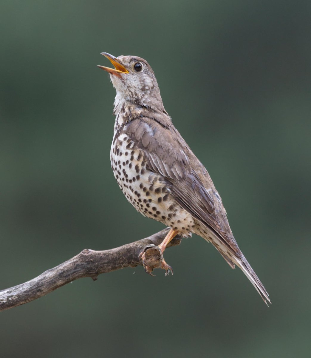 Пестрый каменный Дрозд