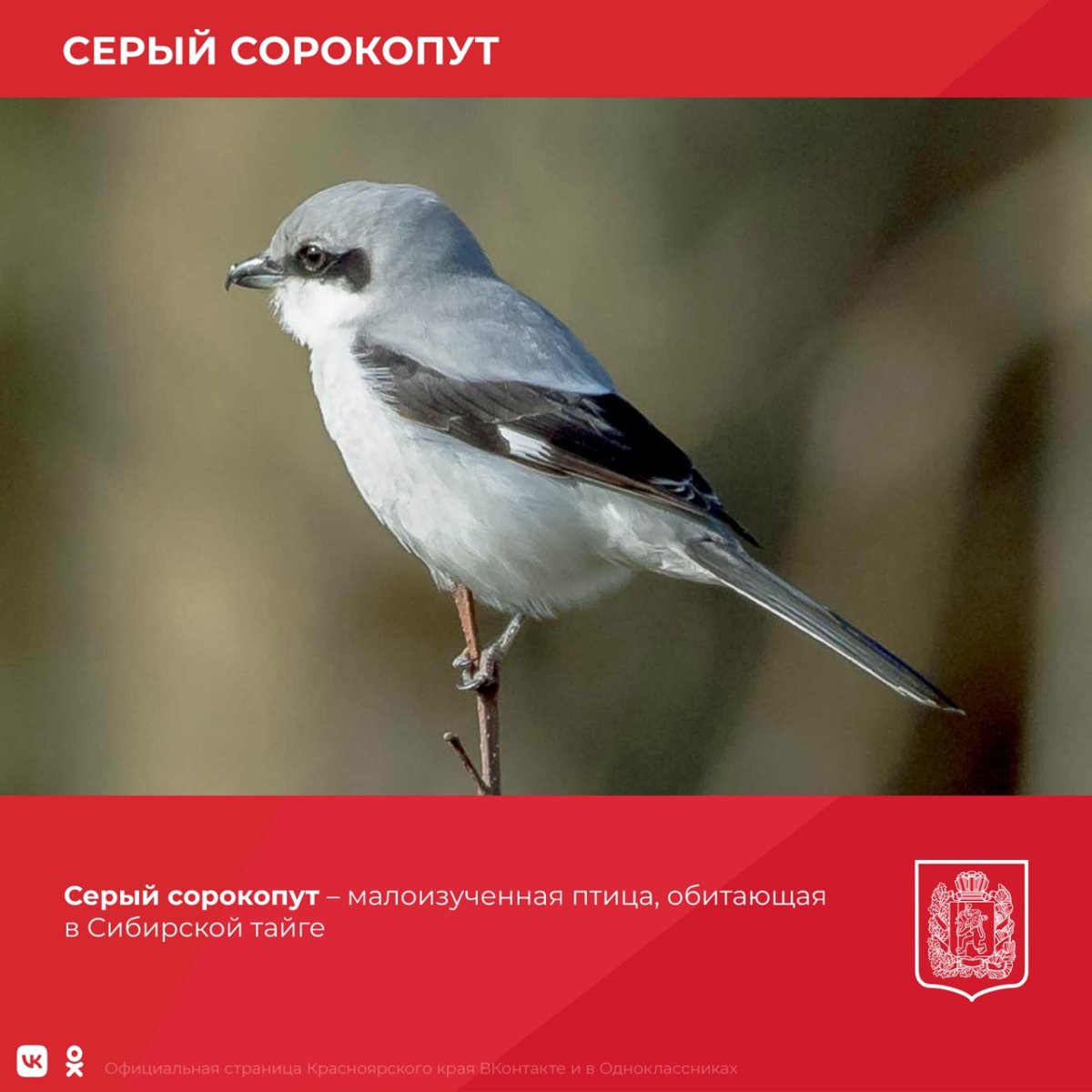 Маленькая серая птичка в Удмуртии