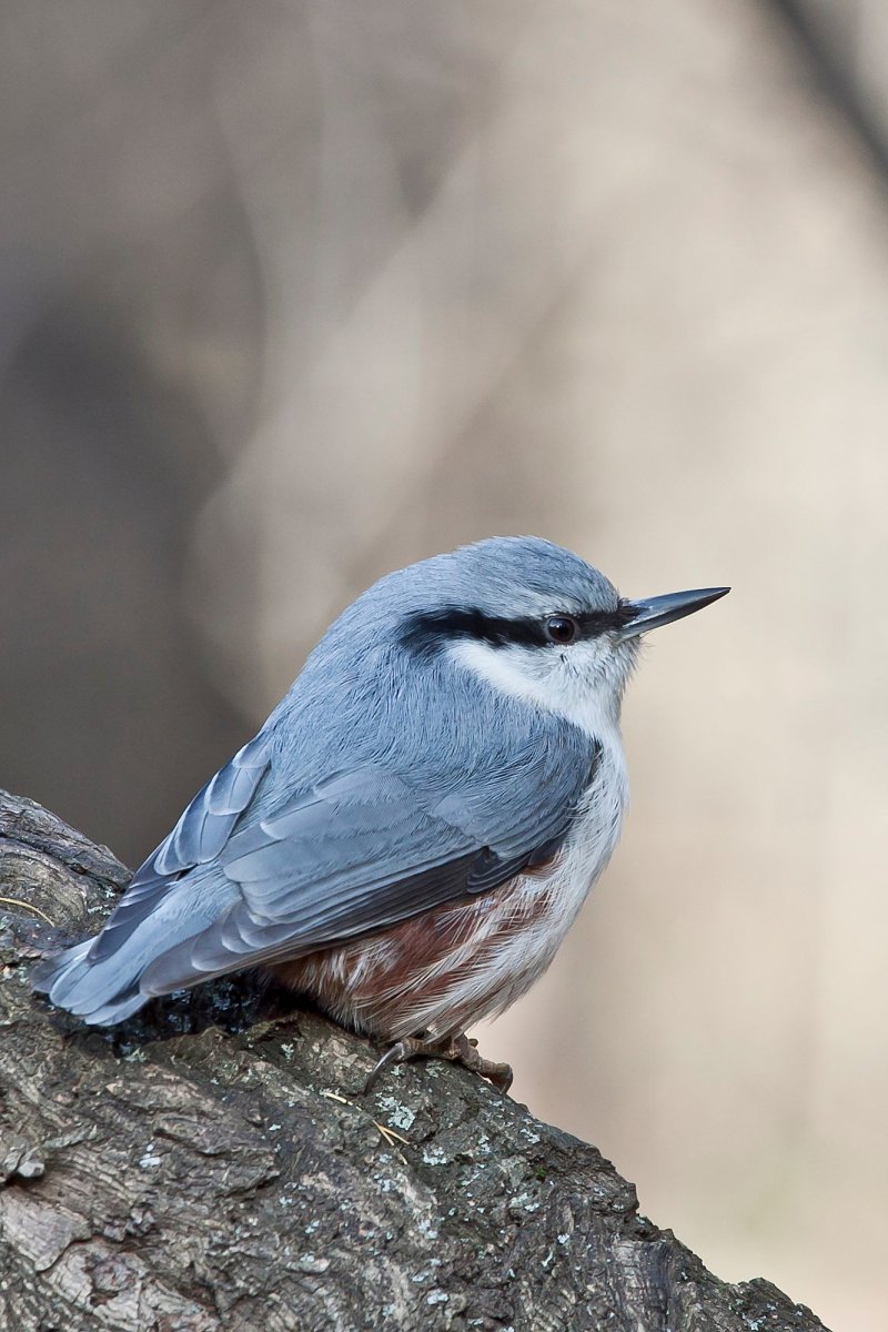 Серая птичка поползень