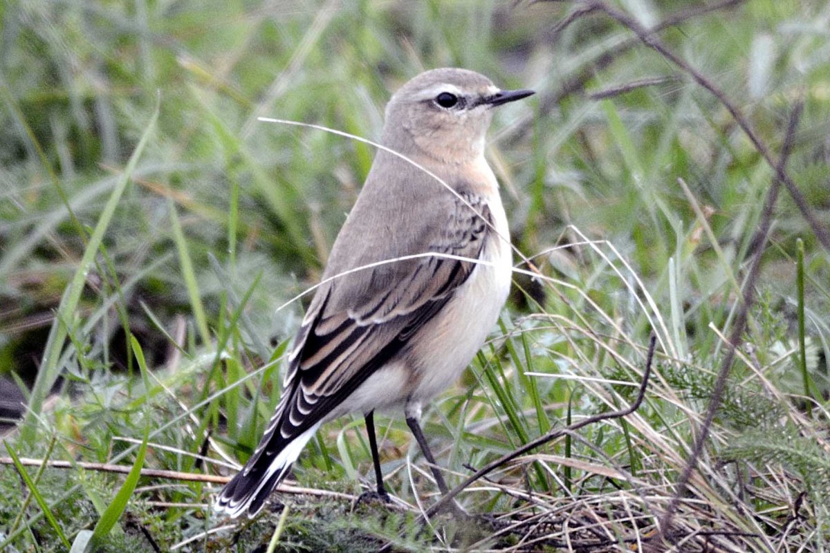 Трясогузка Дрозд