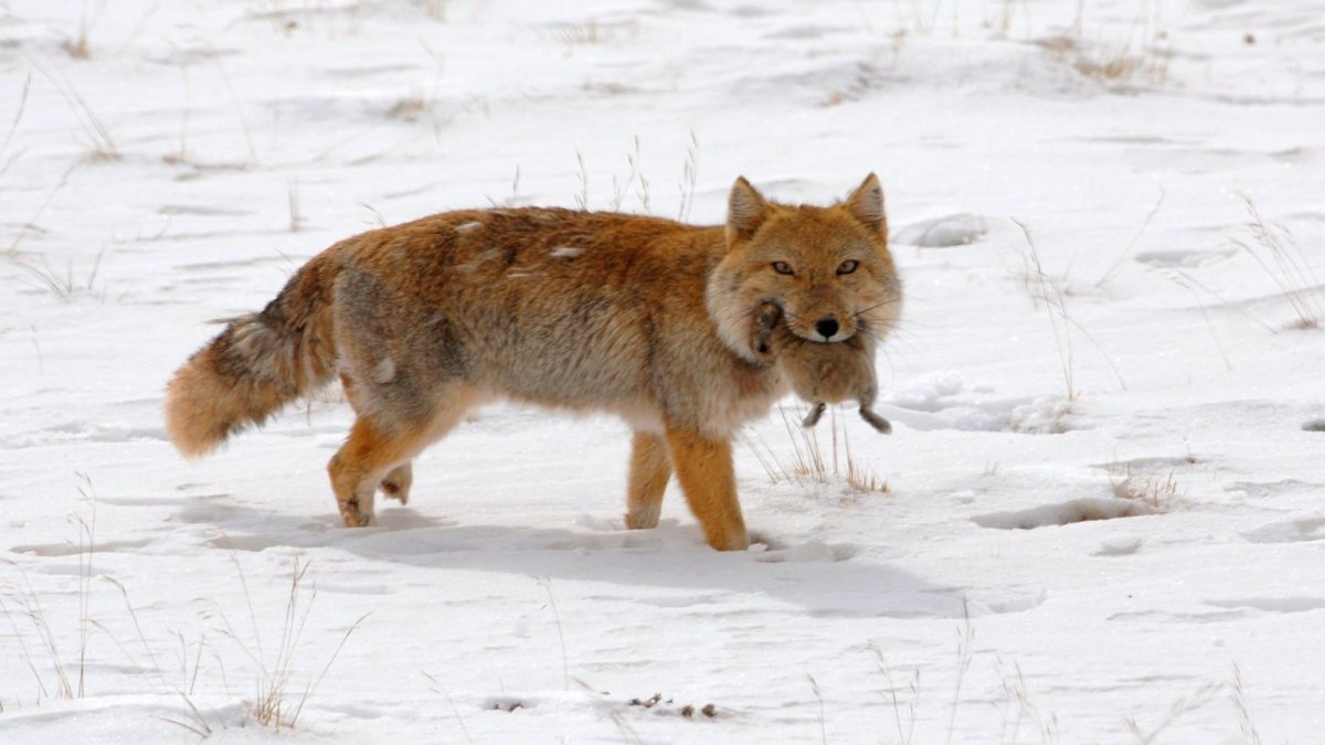 Тибетская лисица