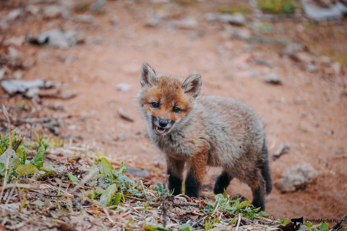 Лиса с лисятами