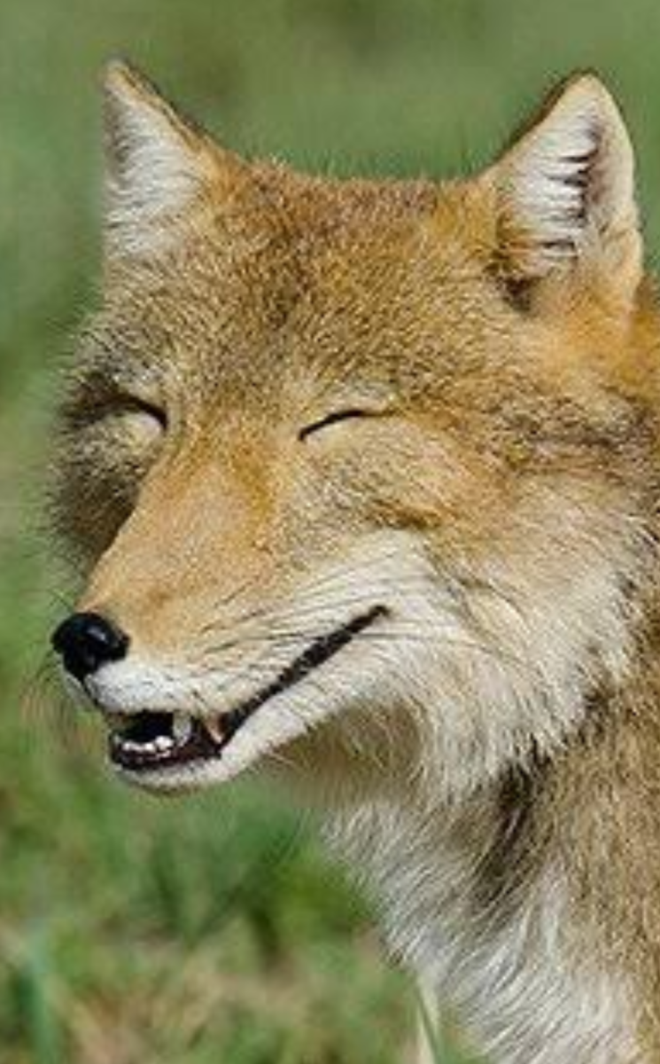 Тибетская лиса зубы