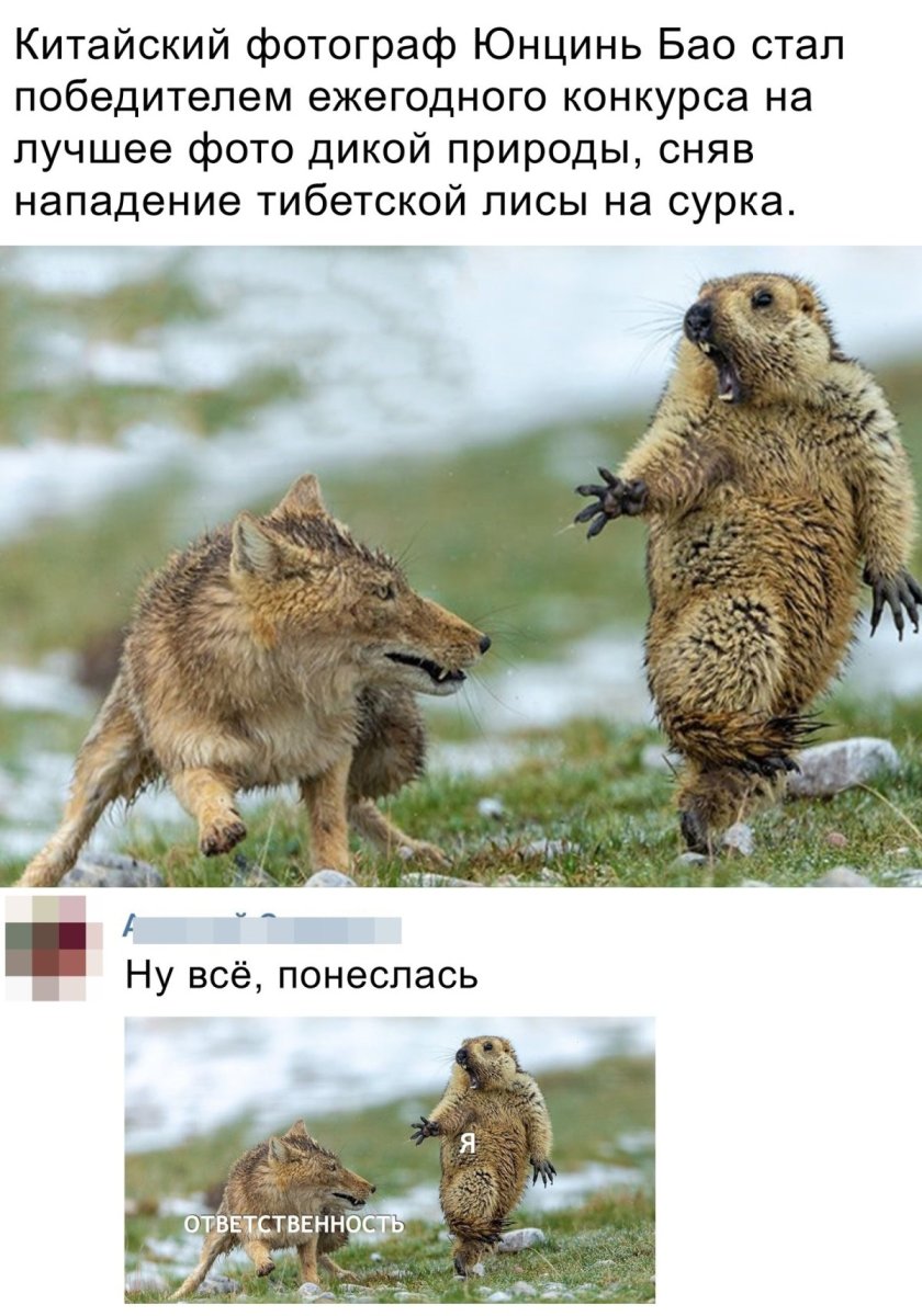 Тибетская лиса и сурок