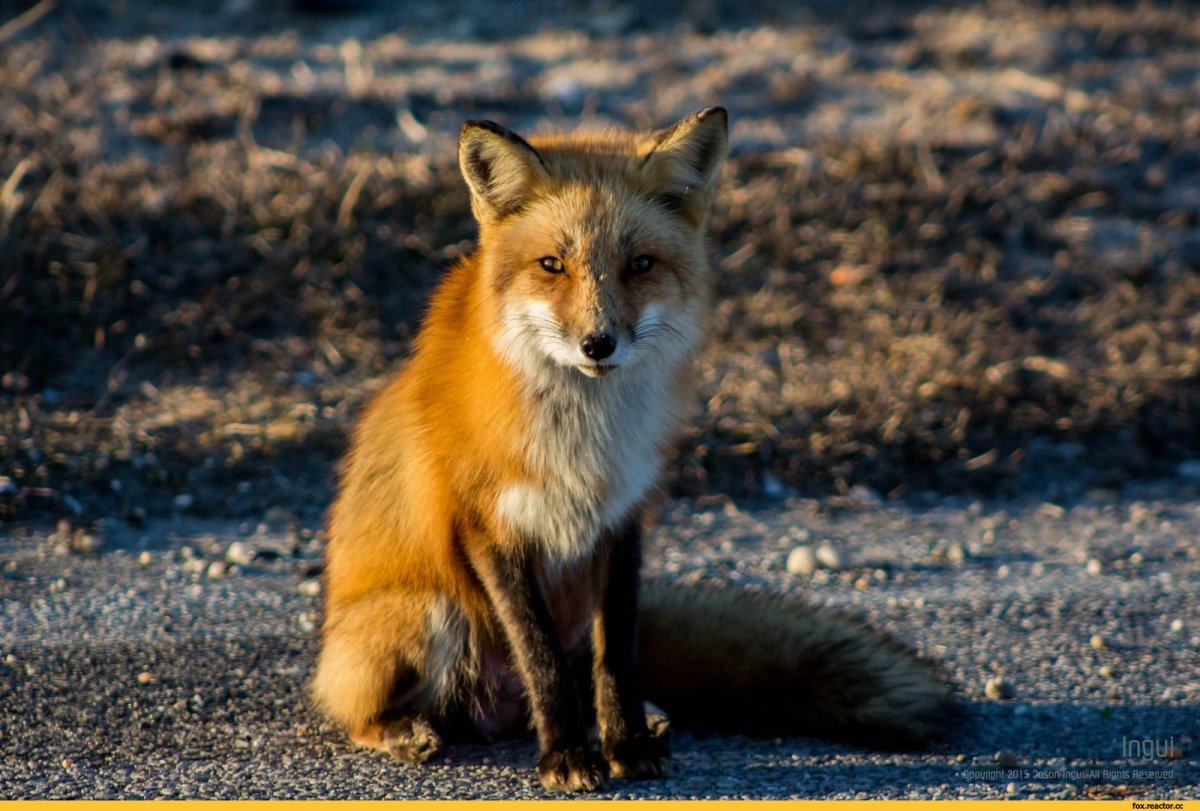 Монгольский Лис