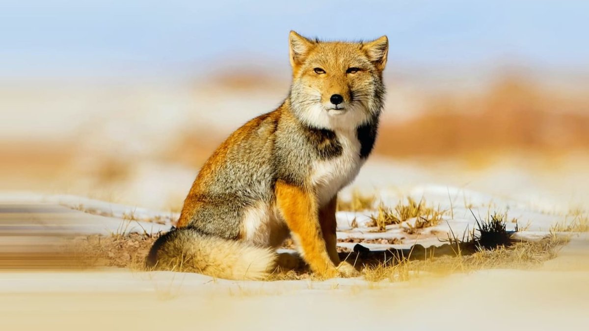 Tibetan Sand Fox