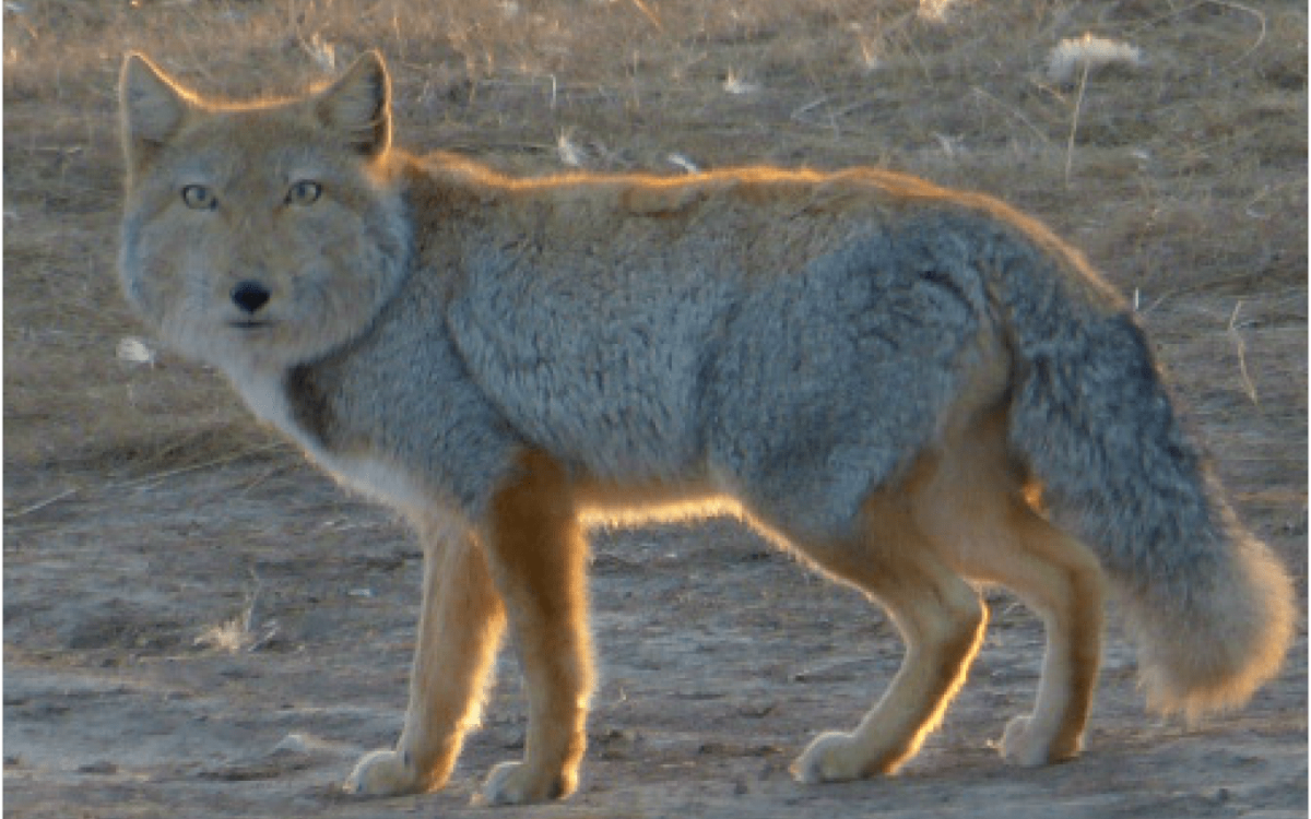 Тибетская лиса Николас Кейдж