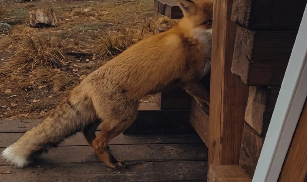 Приют с лисами спинальниками